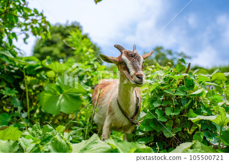 Small goat eating grass Tokara goat 105500721