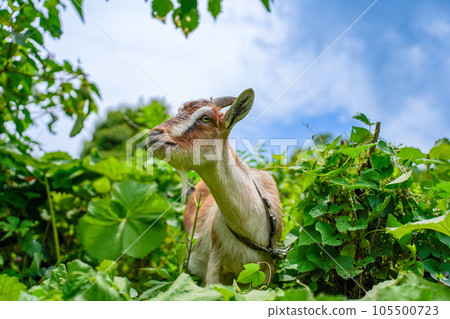 吃草的小山羊 Tokara 山羊 吃草的小山羊 Tokara 山羊 105500723