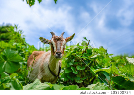 吃草的小山羊 Tokara 山羊 吃草的小山羊 Tokara 山羊 105500724
