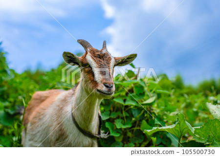 Small goat eating grass Tokara goat 105500730