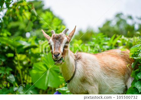 吃草的小山羊 Tokara 山羊 吃草的小山羊 Tokara 山羊 105500732