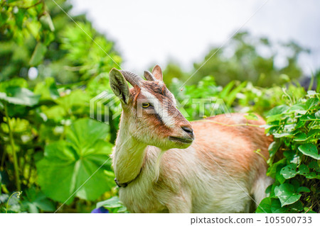 Small goat eating grass Tokara goat 105500733