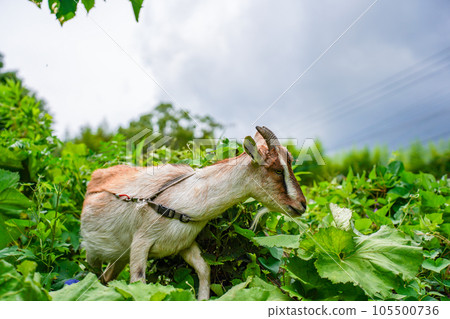 Small goat eating grass Tokara goat Small goat eating grass Tokara goat 105500736