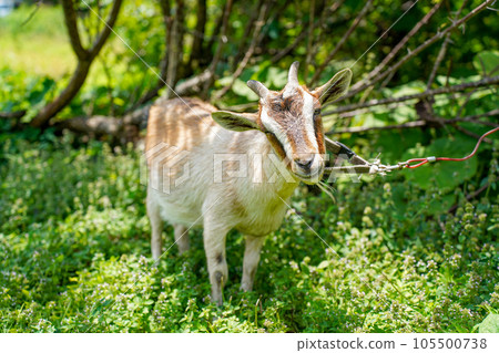 Small goat eating grass Tokara goat 105500738
