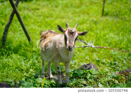 Small goat eating grass Tokara goat 105500746