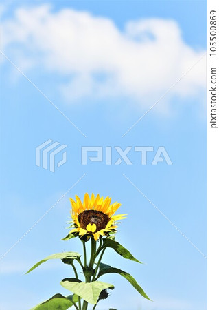 大林的向日葵在夏日的藍天中閃閃發光 105500869