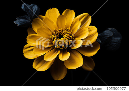 Yellow Flower on Black Background: A Studio-Shot Macro of a Zinnia Yellow Flower on Black Background: A Studio-Shot Macro of a Zinnia 105500977