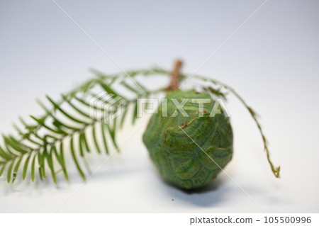 Bald cypress Taxodium dchum fruit mushroom pine Bald cypress Taxodium dchum fruit mushroom pine 105500996