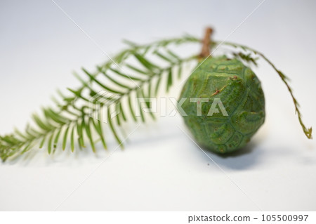 Bald cypress Taxodium dchum fruit mushroom pine Bald cypress Taxodium dchum fruit mushroom pine 105500997