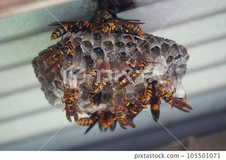 條紋蜂群和巢 105501071
