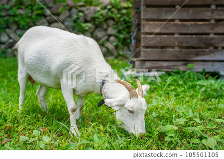 White goat eating grass 105501105