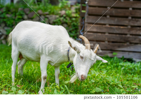 White goat eating grass 105501106