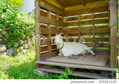 white goat resting in a hut 105501129