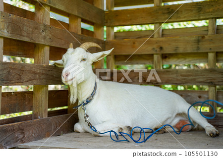 白山羊在小屋裡休息 105501130