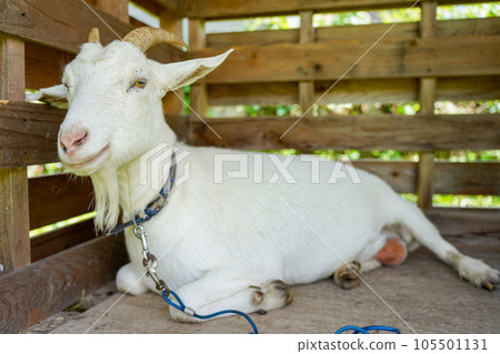 white goat resting in a hut white goat resting in a hut 105501131
