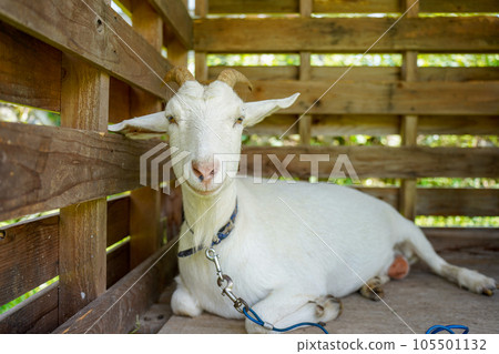 white goat resting in a hut 105501132