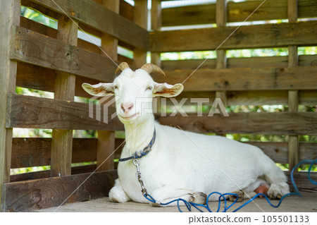 white goat resting in a hut white goat resting in a hut 105501133