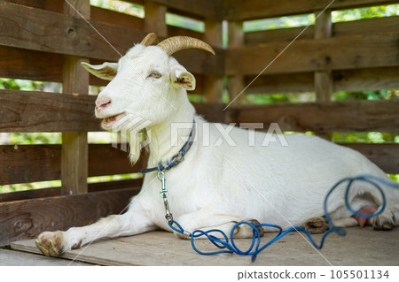 white goat resting in a hut 105501134