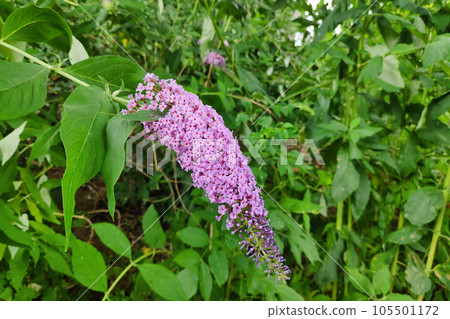 Flowers of a Buddleja davidii also known as Summer lilacs Flowers of a Buddleja davidii also known as Summer lilacs 105501172