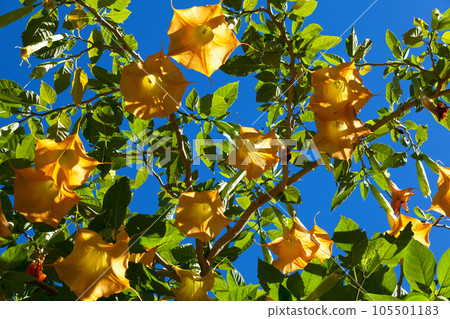Brugmansia also known as Angel's trumpet Brugmansia also known as Angel's trumpet 105501183
