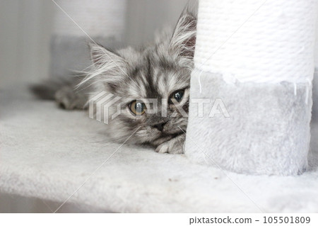 3 month old minuet kitten 105501809