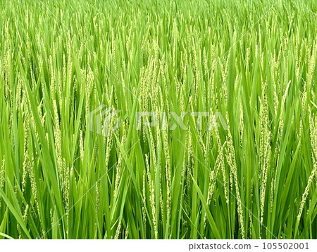 growing rice 105502001
