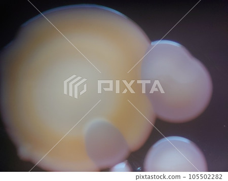 從浴巾中分離出的菌落 從浴巾中分離出的菌落 105502282