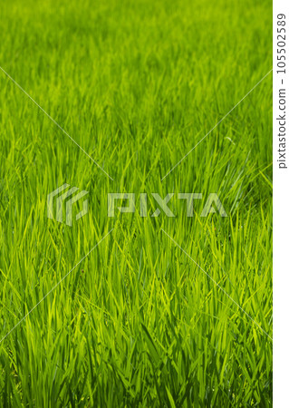 Summer rice field 105502589