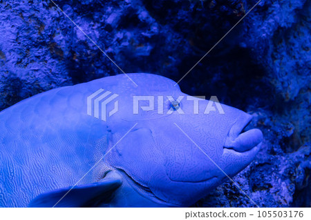 躺在礁石上的眼鏡瀨魚 105503176