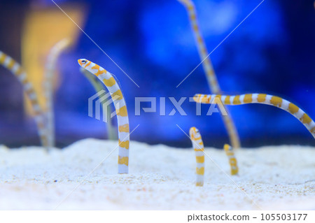 A lot of western eels A lot of western eels 105503177