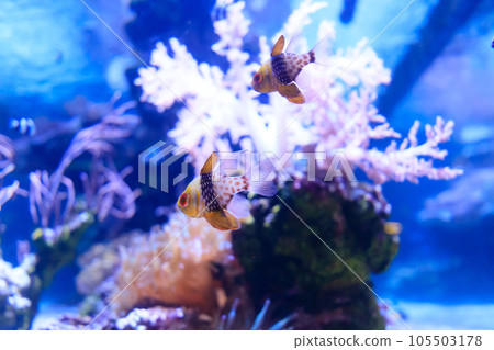 Manjuuishimochi swimming underwater Manjuuishimochi swimming underwater 105503178