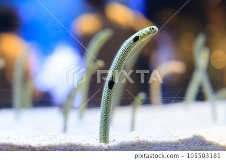 Spotted garden eel in the aquarium Spotted garden eel in the aquarium 105503181