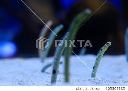 Spotted garden eel in the aquarium Spotted garden eel in the aquarium 105503185