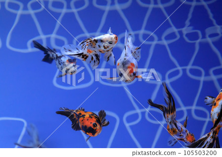 Calico Ryukin swimming underwater 105503200