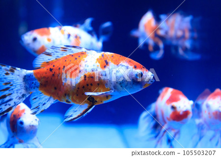 Shubkin swimming in water Shubkin swimming in water 105503207