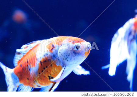 Shubkin swimming in water Shubkin swimming in water 105503208