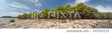 Pine trees on rock in Croatia. Amazing view of nature, trees, lake, forest. Adventures 105503235