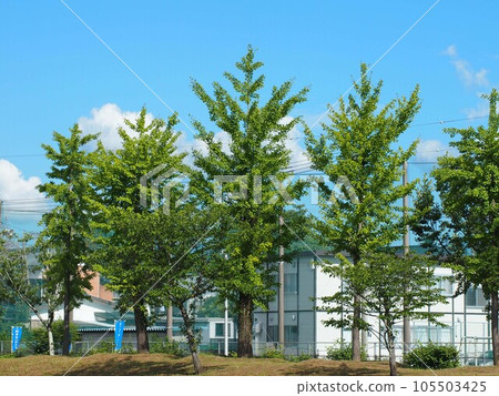 夏天的神田公園(藍天、銀杏樹) 夏天的神田公園(藍天、銀杏樹) 105503425