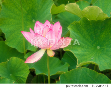 蓮花 蓮花 105503461