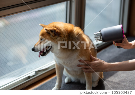 一位女士用吹風機吹乾柴犬 105503487