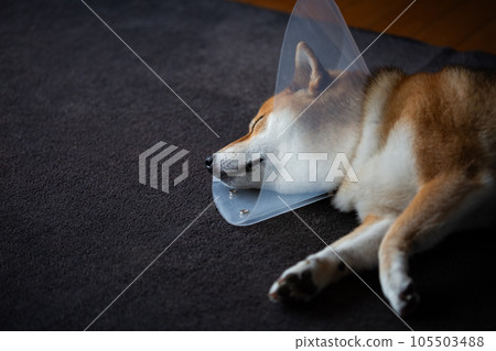 Shiba Inu穿著伊麗莎白項圈 105503488