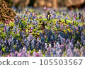 flower garden fairy 105503567