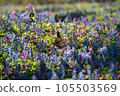flower garden fairy 105503569