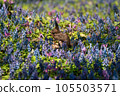 flower garden fairy 105503571