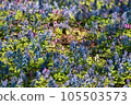flower garden fairy 105503573