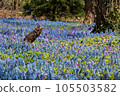blue and pink rug 105503582