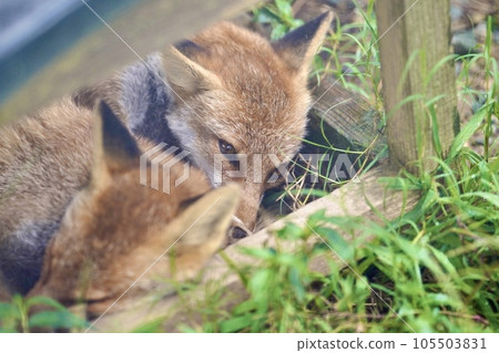 動物園裡的狐狸睡得很舒服① 動物園裡的狐狸睡得很舒服① 105503831