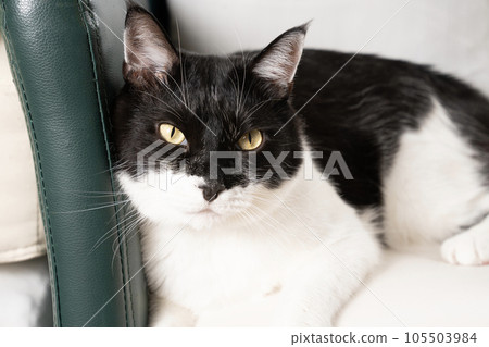 Chiyo the cat sitting on the sofa Chiyo the cat sitting on the sofa 105503984