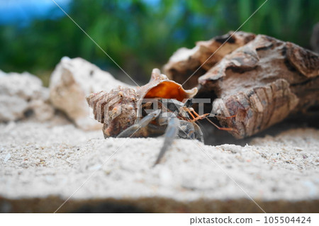 寄居蟹 寄居蟹 105504424