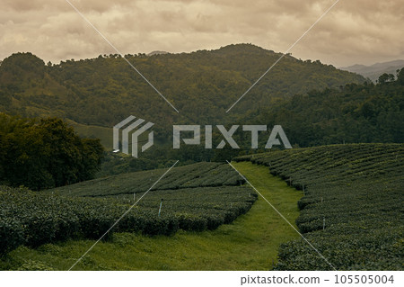 Tea Plantation at Doi Mae Salong in Chiang Rai Tea Plantation at Doi Mae Salong in Chiang Rai 105505004